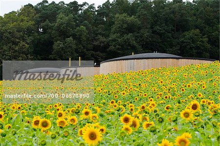 Sunflowers in Field, Bavaria, Germany