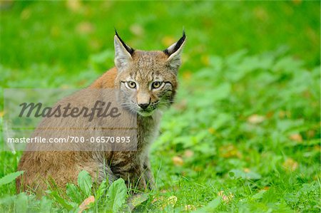 Lynx Sitting in Grass, Wildpark alte Fasanerie Hanau, Hesse, Germany