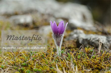 Bloom of a Pulsatilla (Pulsatilla vulgaris) in the grassland in early spring of Bavaria, Germany