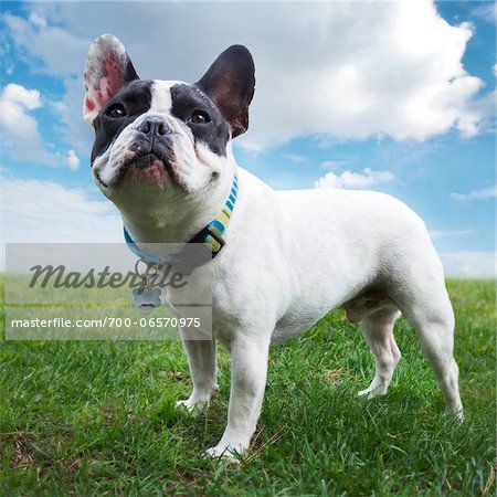 pastoral view of four year old French Bulldog standing outdoors on grass