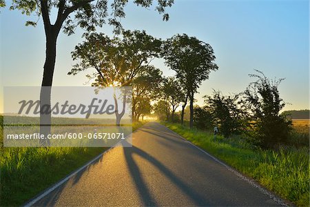 Country Road with Morning Mist, Summer, Toenning, Schleswig-Holstein, Germany