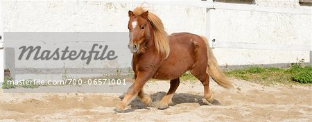 Panoramic Side View of Brown Mini Shetland Pony Trotting, Bavaria, Germany