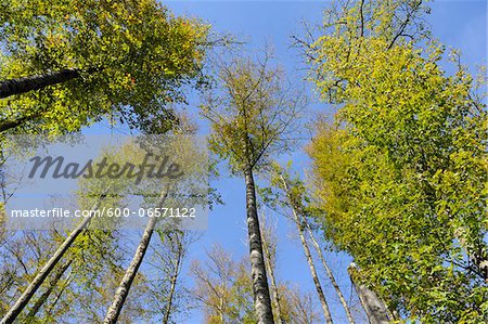 Landscape of a European Beech or Common Beech (Fagus sylvatica) forest in early autumn, Bavaria, Germany.