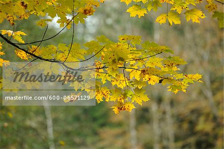 Some acer (Acer campestre) leaves in autumn, Bavaria, Germany.