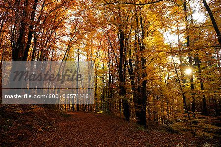 Landscape of a European Beech or Common Beech (Fagus sylvatica) forest in autumn, Bavaria, Germany