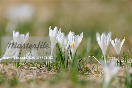 Spring Crocus or Giant Crocus (Crocus vernus) in the grassland in early spring, Steiermark, Austria.