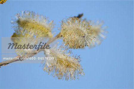A detail of pussy willows (Salix) in springtime, Bavaria, Germany