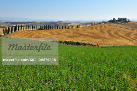 Tuscany Countryside in the Summer, Monteroni d'Arbia, Siena Province, Tuscany, Italy