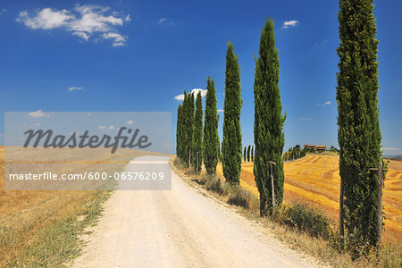 Rural Road lined with Cypress Trees in Summer, Monteroni d'Arbia, Siena Province, Tuscany, Italy