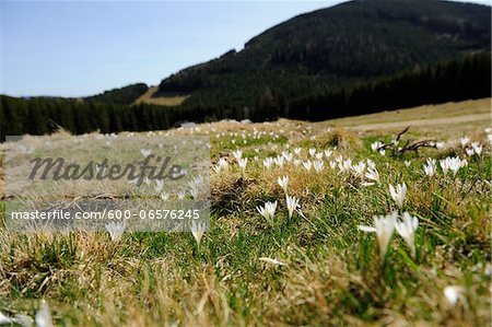 Spring Crocus or Giant Crocus (Crocus vernus) in the grassland in early spring, Steiermark, Austria.