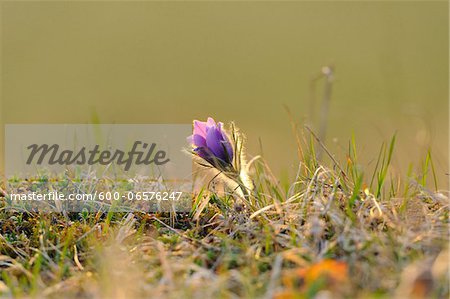 Bloom of a Pulsatilla (Pulsatilla vulgaris) in the grassland in early spring of Upper Palatinate, Bavaria, Germany, Europe.