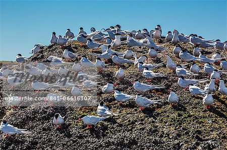 South American terns (Sterna hirundinacea) near Rio Deseado, Puerto Deseado, Santa Cruz, Patagonia, Argentina, South America
