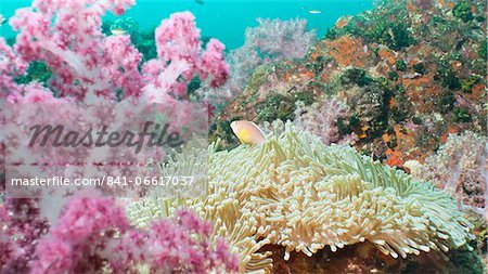 Pink Dendronephthya, soft coral, and anemonefish, Southern Thailand, Andaman Sea, Indian Ocean, Asia