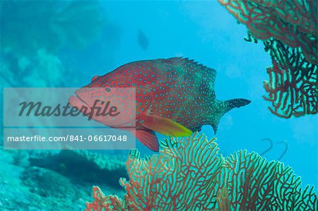 Coral Hind (cephalopholis), Southern Thailand, Andaman Sea, Indian Ocean, Asia