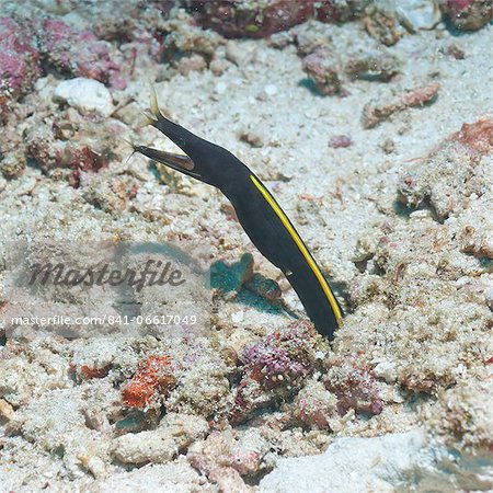 Blue Ribbon Eel (Rhinomuraena quaesita) juvenile, Southern Thailand, Andaman Sea, Indian Ocean, Asia