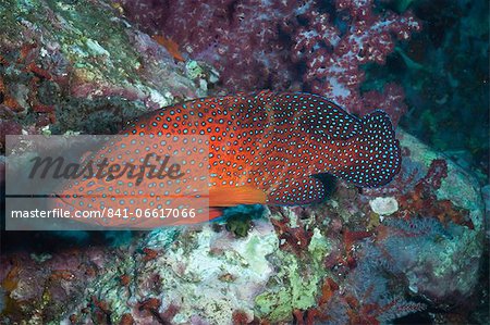 Coral hind, (cephalopholis), SouthernThailand, Andaman Sea, Indian Ocean, Asia Coral hind, (cephalopholis), SouthernThailand, Andaman Sea, Indian Ocean, Asia
