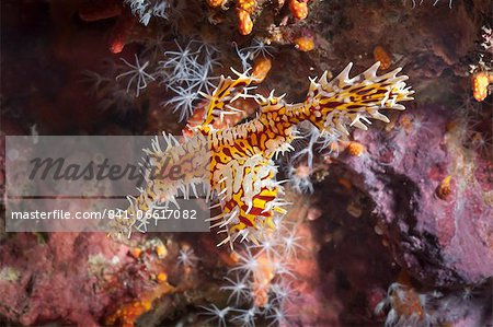 Harlequin ghost pipefish (Solenostomus paradoxus), Southern Thailand, Andaman Sea, Indian Ocean, Southeast Asia, Asia Harlequin ghost pipefish (Solenostomus paradoxus), Southern Thailand, Andaman Sea, Indian Ocean, Southeast Asia, Asia