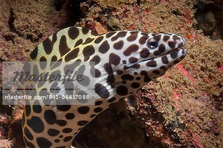 Spotted moray (Gymnothorax isingteena), SouthernThailand, Andaman Sea, Indian Ocean, Southeast Asia, Asia