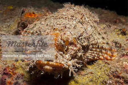 Scorpionfish (Scorpaenopsis), Southern Thailand, Andaman Sea, Indian Ocean, Southeast Asia, Asia