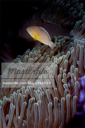 Anemonefish (Amphiprion ocellaris) and sea anemone, Southern Thailand, Andaman Sea, Indian Ocean, Southeast Asia, Asia