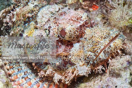 Scorpionfish (Scorpaenopsis), Southern Thailand, Andaman Sea, Indian Ocean, Southeast Asia, Asia