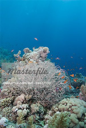 Tropical coral reef with a sea plume (Rumphella aggregata), Ras Mohammed National Park, off Sharm el Sheikh, Sinai, Egypt, Red Sea, Egypt, North Africa, Africa