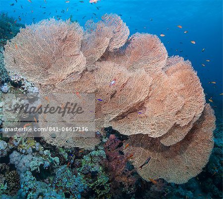 Close-up of giant sea fan coral (Gorgonian fan coral) (Annella mollis), Ras Mohammed National Park, off Sharm el Sheikh, Sinai, Egypt, Red Sea, Egypt, North Africa, Africa