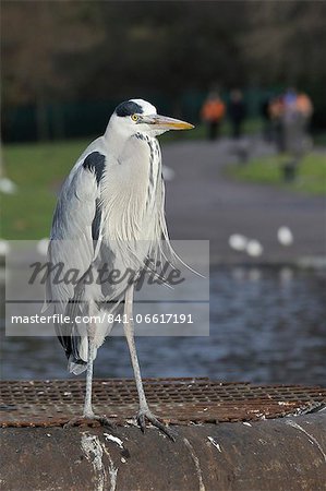 Grey heron (Ardea cinerea) standing on metal platform in boating lake with people in the background, Regent's Park, London, England, United Kingdom, Europe