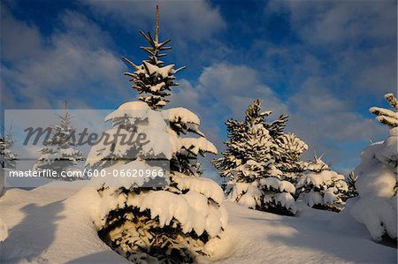 Landscape of Norway Spruce (Picea abies) at a snowy day in winter, Upper Palatinate, Bavaria, Germany.