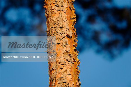 Tree trunk of a Scots Pine (Pinus sylvestris), Bavaria, Germany.