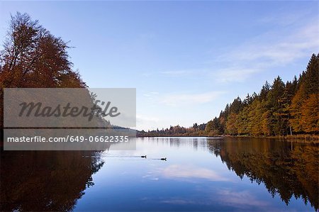 Trees reflected in still rural lake