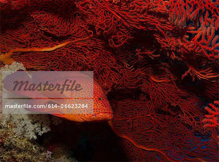 Coral grouper next to gorgonian