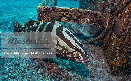 Nassau grouper on shipwreck