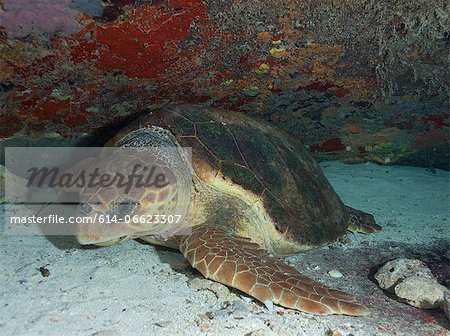 Sleeping Loggerhead turtle