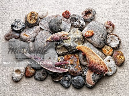 Stones and crab claws on paper