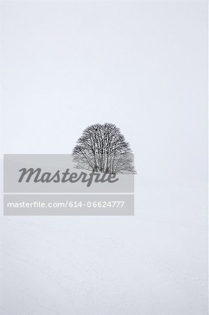 Tree buried in snow