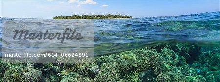 Coral reef and water surface