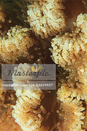 Anemonefish swimming in anemone