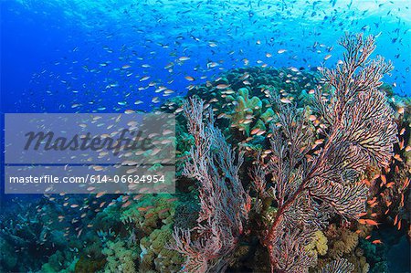 Fish swimming in coral reef