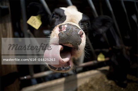 Close up of cow's nose and tongue