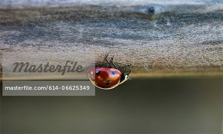 Close up of ladybug on log