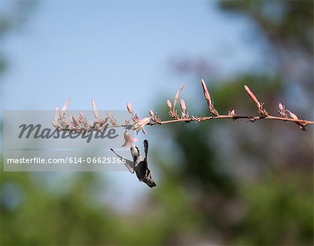 Hummingbird feeding from flowering tree