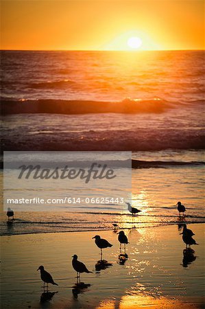 Birds on beach at sunset