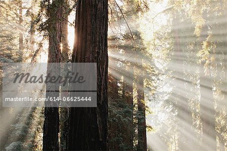 Sun streaming through trees in forest