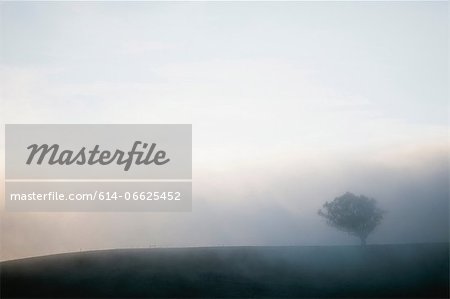 Fog rolling over tree and rural hills