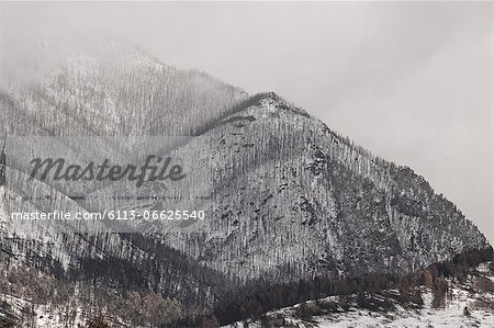 Trees growing on snowy mountainside