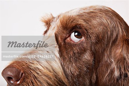 Close up of dog's face