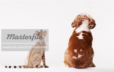 Dog and cat looking up together Dog and cat looking up together