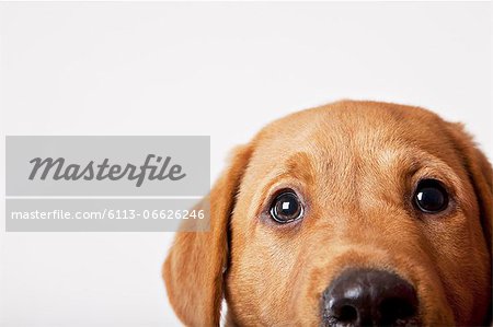 Close up of dog's eyes