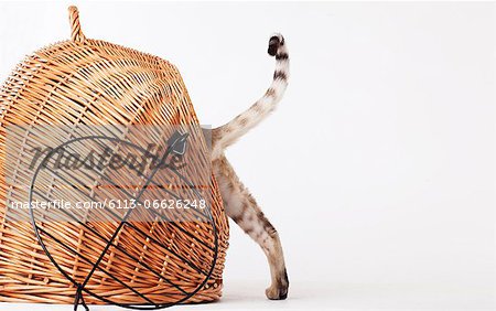 Cat climbing into wicker basket